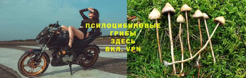 магазин    Адыгейск  Псилоцибиновые грибы Psilocybe 